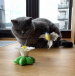 Zabawka dla kotów – latający koliber