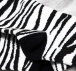 Wesołe skarpetki - zebra